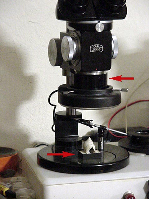 Lo Stereo Microscopio: la scelta e gli accessori