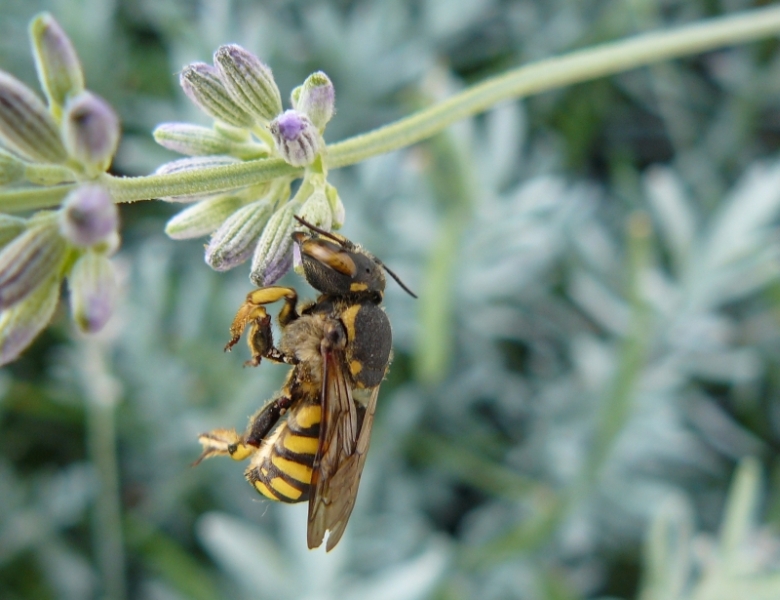 Anthidium cfr florentinum, comportamento territoriale