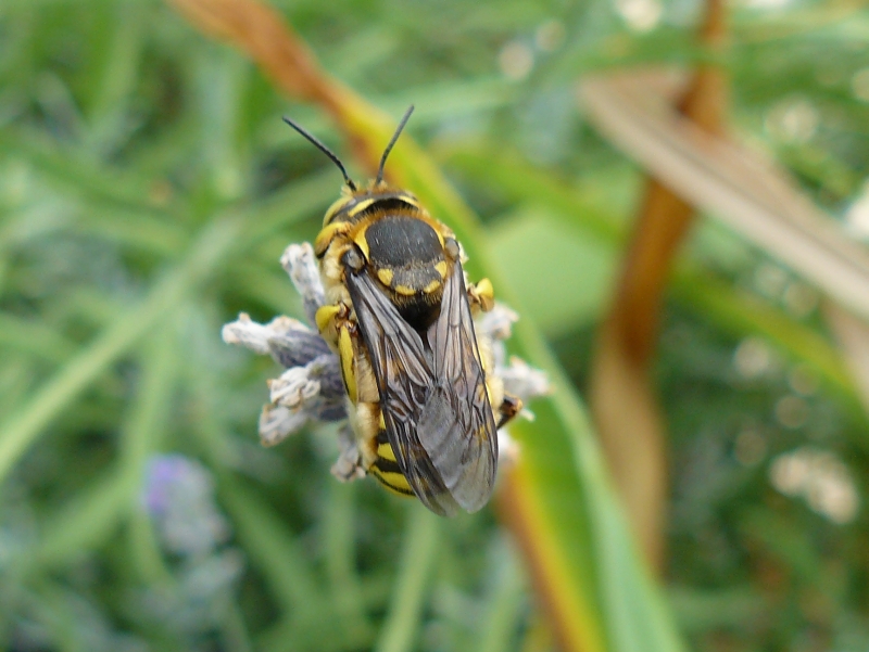 Anthidium cfr florentinum, comportamento territoriale