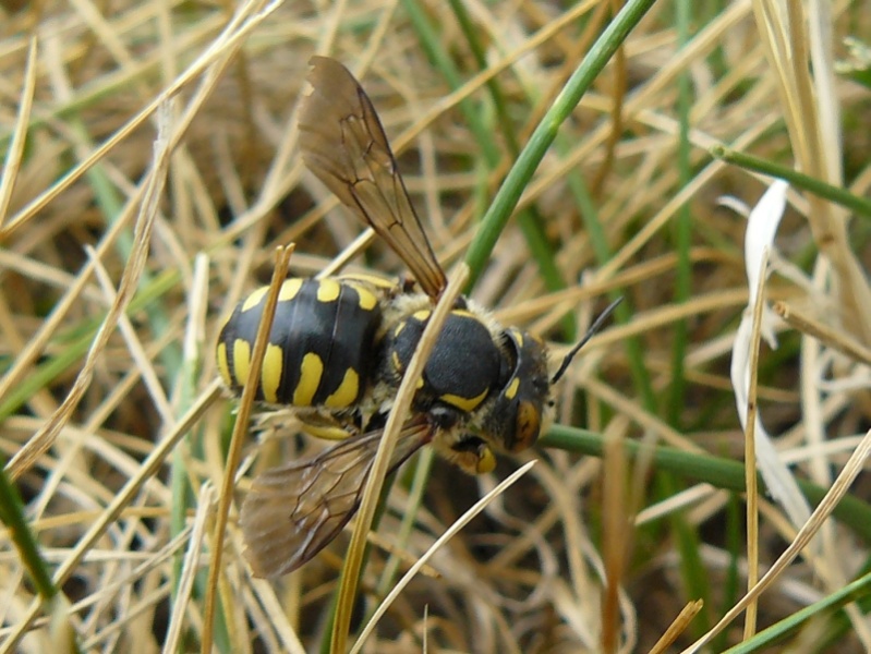 Anthidium cfr florentinum, comportamento territoriale