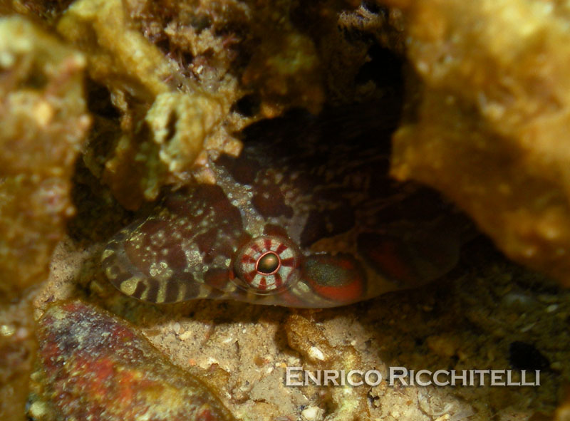 Particolare livrea di Lepadogaster candolii