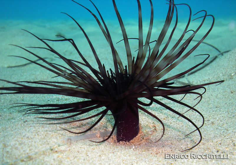 Pachycerianthus solitarius (varianti di colore)