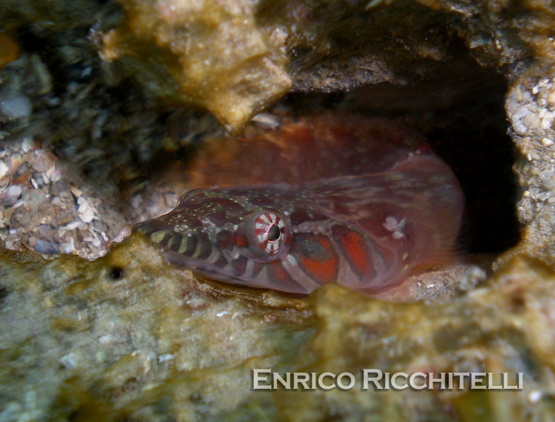 Particolare livrea di Lepadogaster candolii