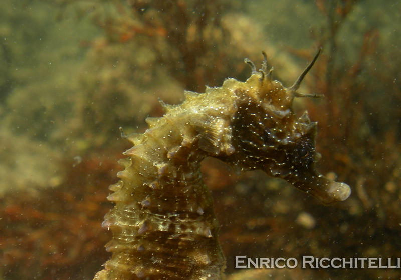 Hippocampus guttulatus e Hippocampus hippocampus