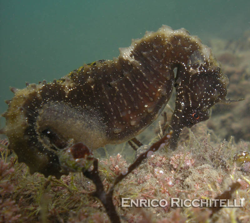 Hippocampus guttulatus e Hippocampus hippocampus