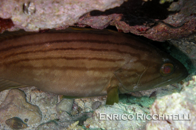 Epinephelus costae