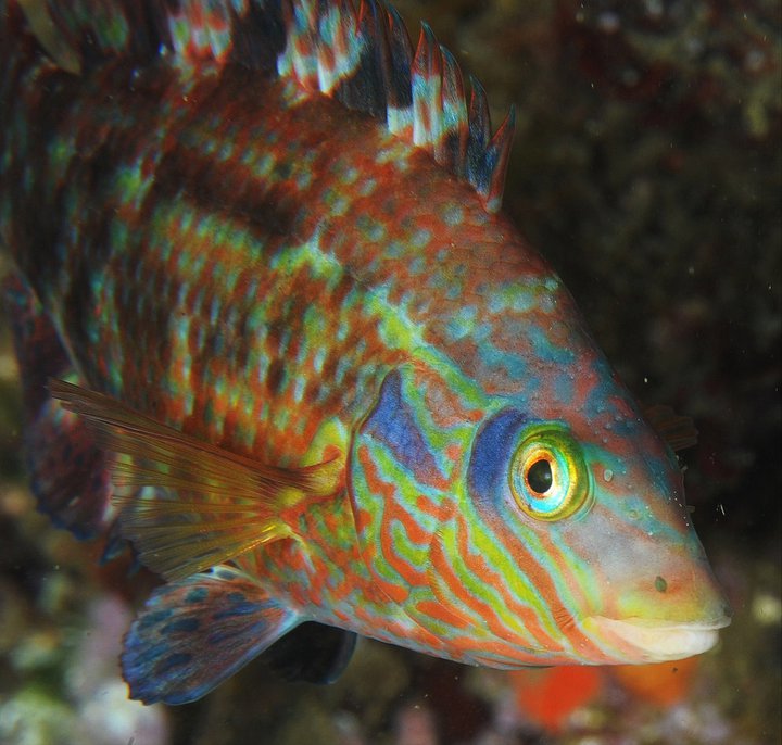 Symphodus melops - tordo occhionero