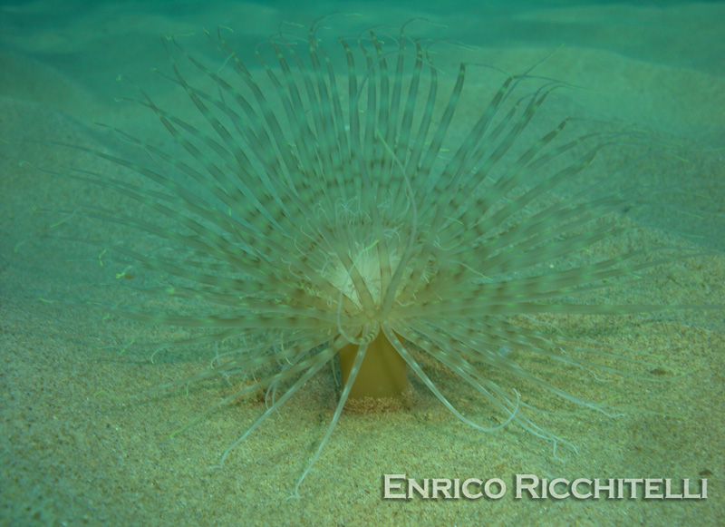 Pachycerianthus solitarius (varianti di colore)