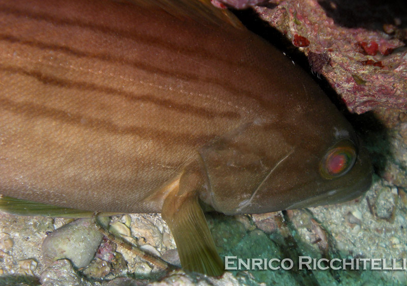 Epinephelus costae