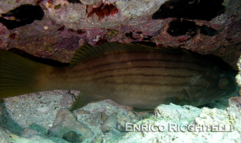 Epinephelus costae