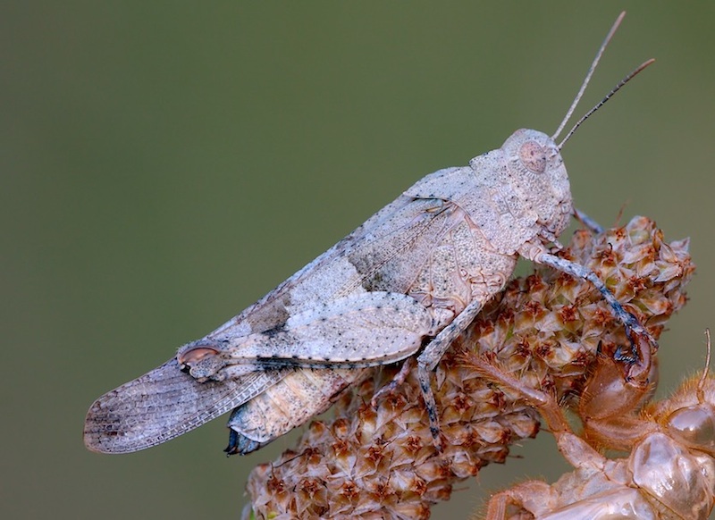 Oedipoda sp., Anacridium aegyptium e neanide indefinibile