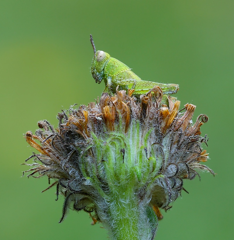 Oedipoda sp., Anacridium aegyptium e neanide indefinibile