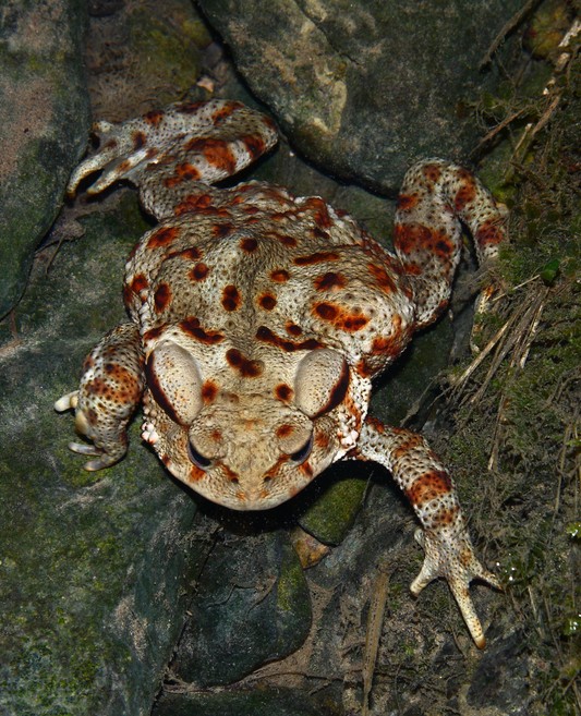 aiuto per riconoscimento - Bufo bufo