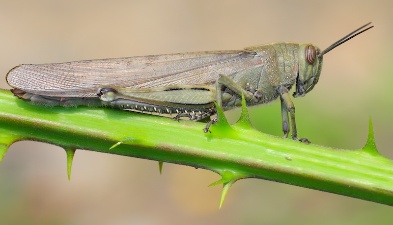 Oedipoda sp., Anacridium aegyptium e neanide indefinibile