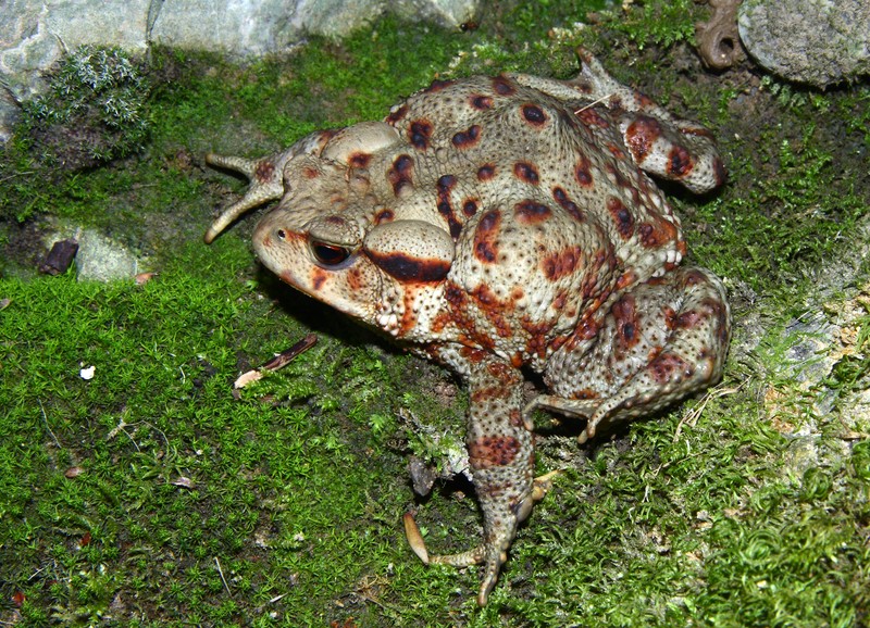 aiuto per riconoscimento - Bufo bufo