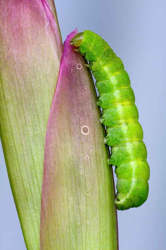 aiuto per identificazione