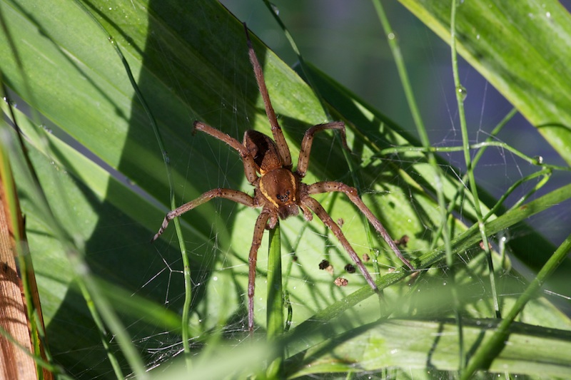 Dolomedes sp.