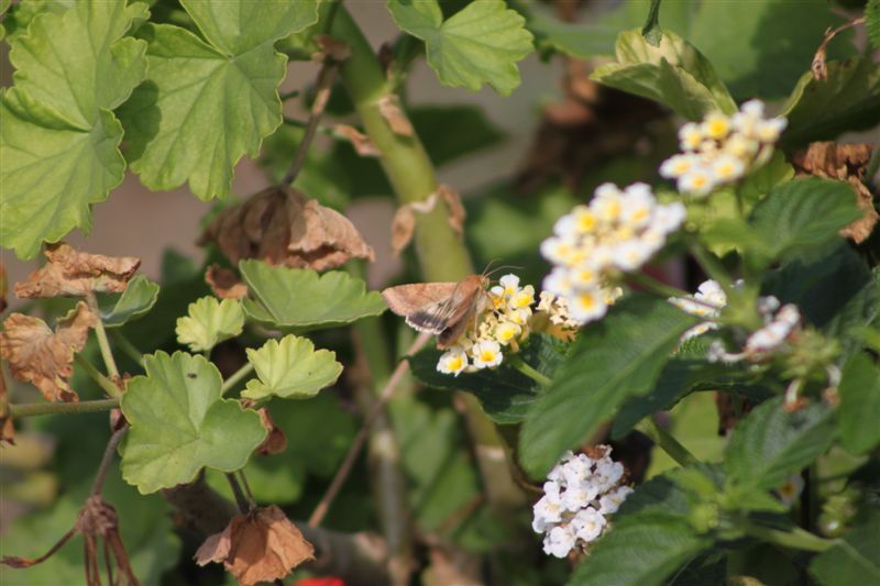 Identificazione farfalla