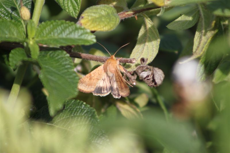 Identificazione farfalla