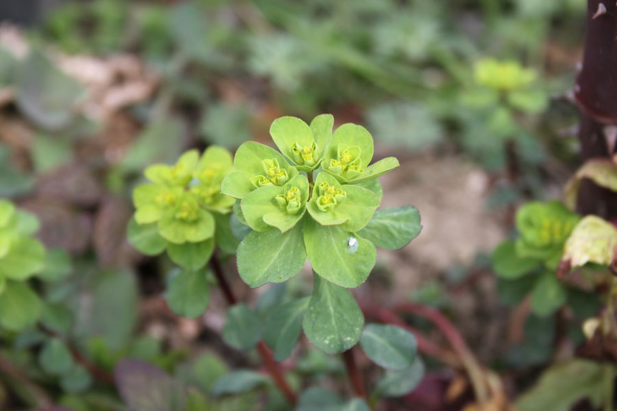 Euphorbia helioscopia L. subsp. helioscopia