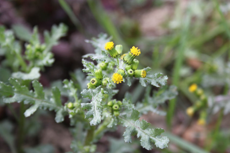 Senecio vulgaris