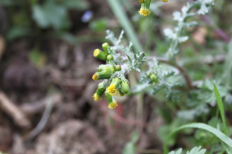 Senecio vulgaris