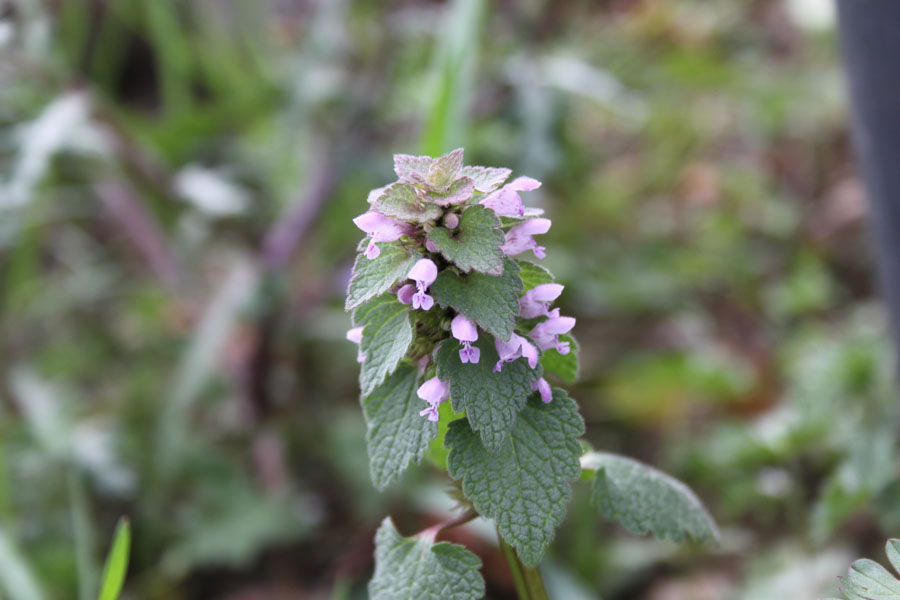 Lamium purpureum