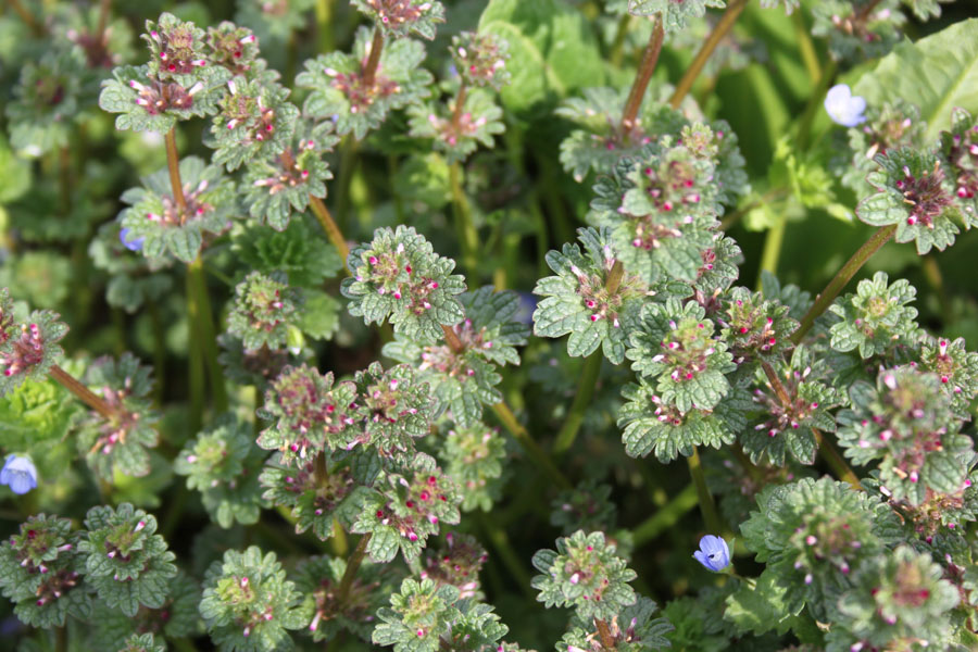 Lamium amplexicaule L.