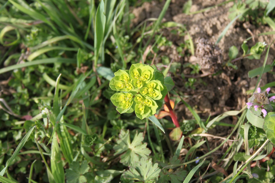 Euphorbia helioscopia L. subsp. helioscopia