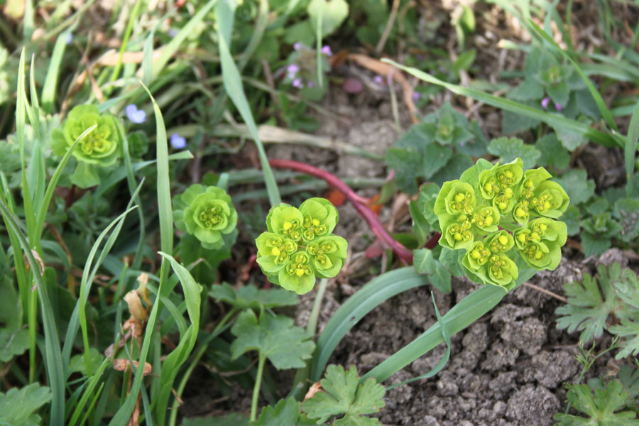 Euphorbia helioscopia L. subsp. helioscopia