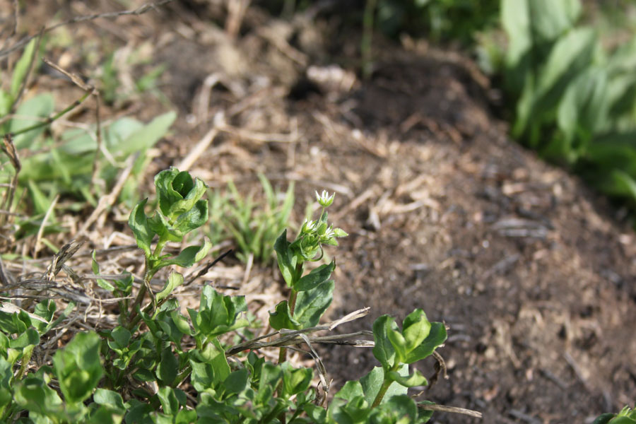 Stellaria media (L.) Vill.