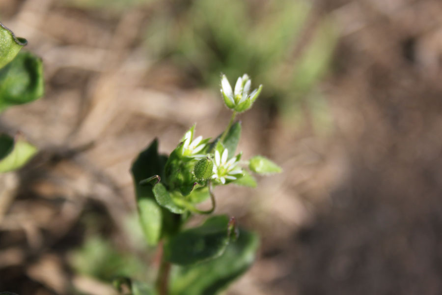 Stellaria media (L.) Vill.