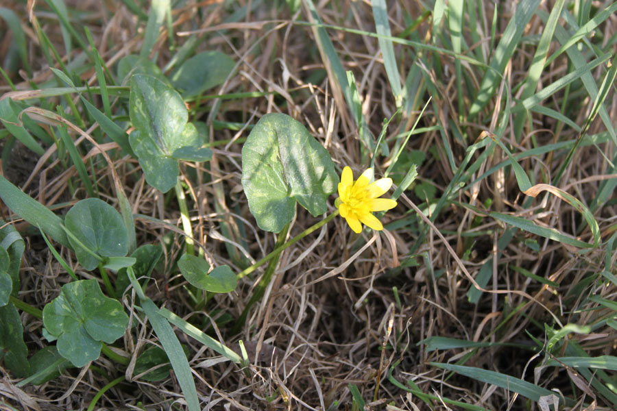 Ranunculus ficaria L. s.l.