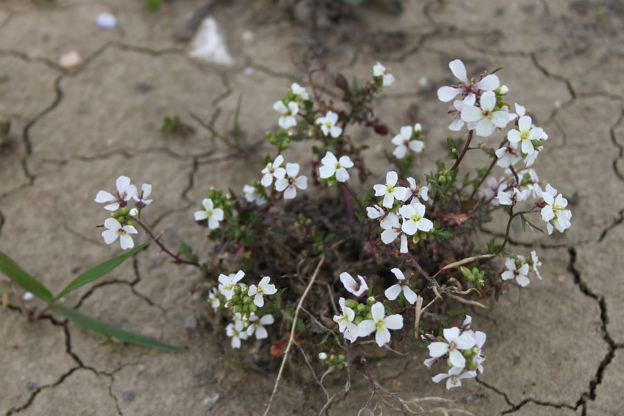 Diplotaxis erucoides (L.) DC.