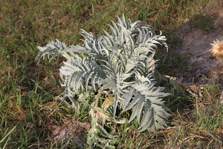 Cynara cardunculus subsp. scolymus / Carciofo