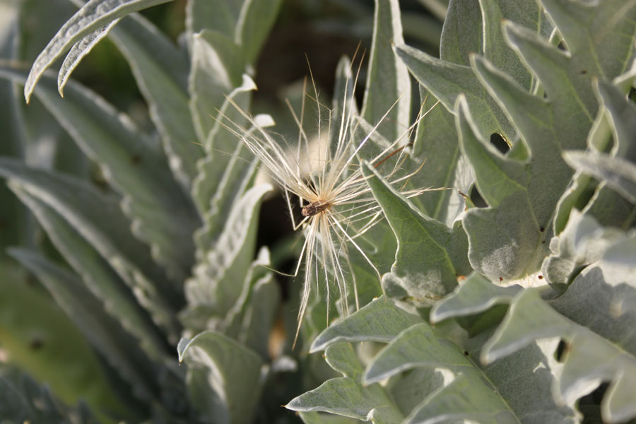 Cynara cardunculus subsp. scolymus / Carciofo