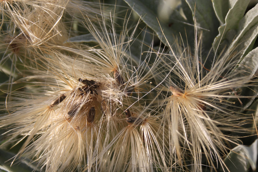 Cynara cardunculus subsp. scolymus / Carciofo