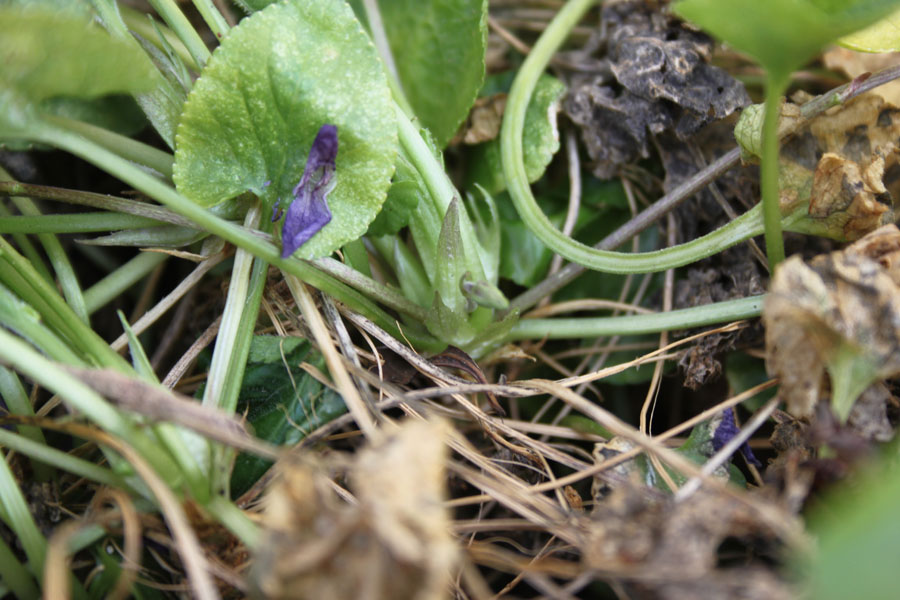 Viola odorata / Viola mammola