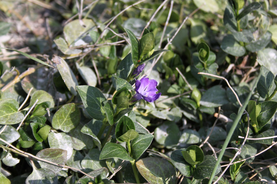 Vinca major