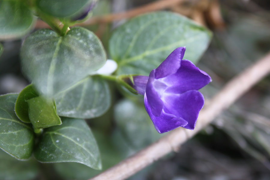 Vinca major