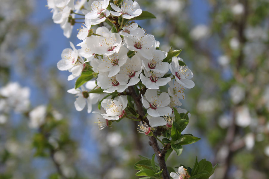 Prunus cerasifera