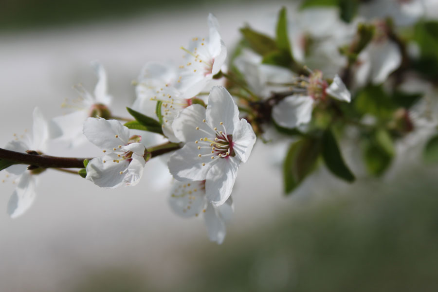 Prunus cerasifera