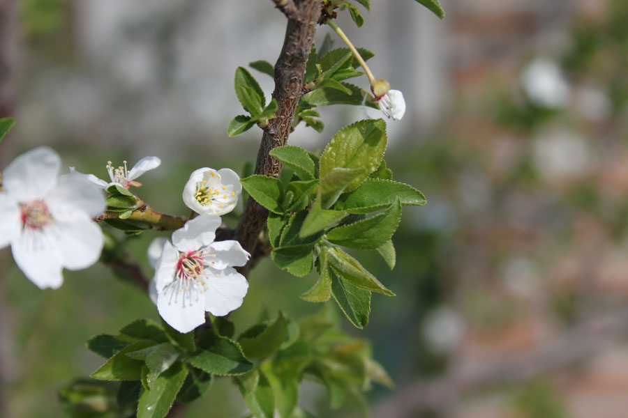 Prunus cerasifera