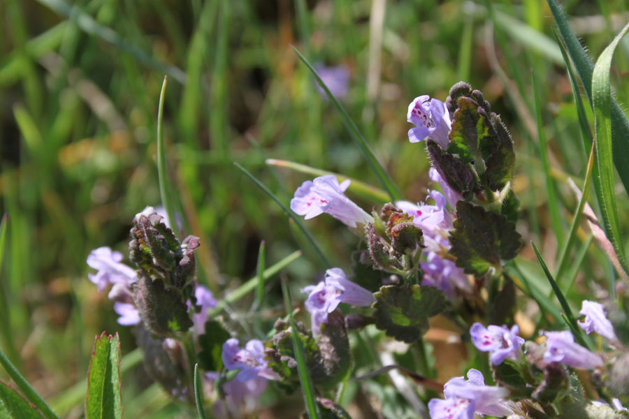 Glechoma hederacea L.