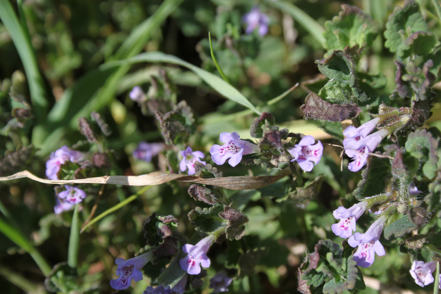 Glechoma hederacea L.