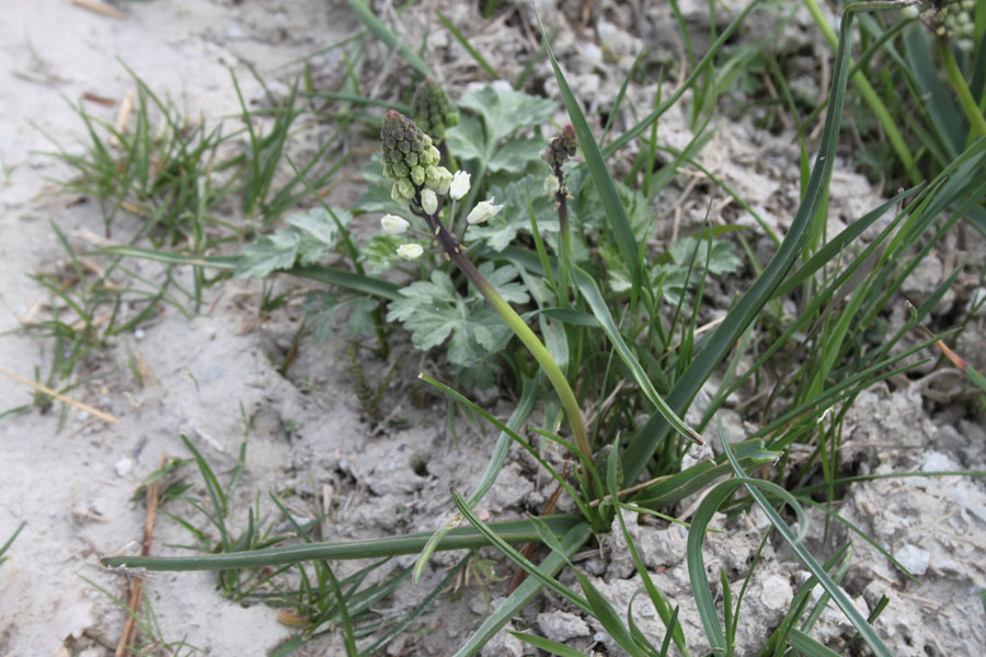 Bellevalia romana (L.) Sweet