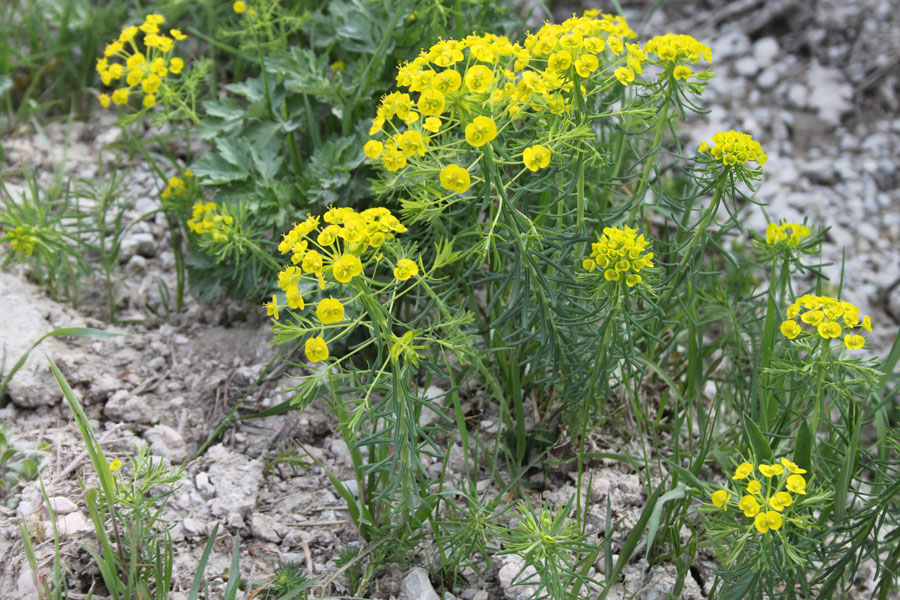 Euphorbia cyparissias L.