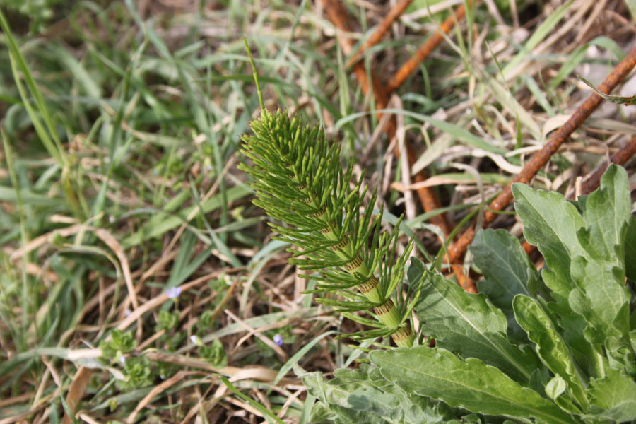 Equisetum telmateja e E. arvense