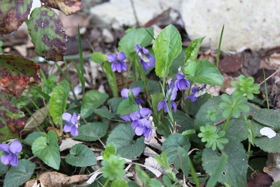 Viola alba Besser subsp. dehnhardtii (Ten.) W. Becker