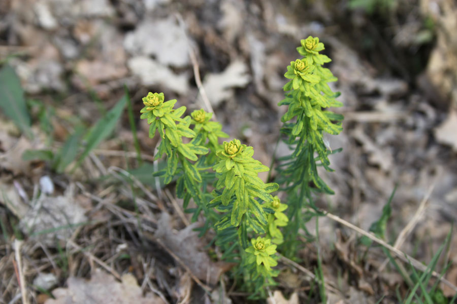 Euphorbia cyparissias L.